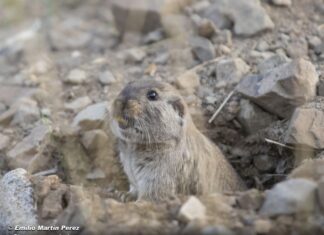 Lista roja de mamíferos: qué especies están en peligro hoy