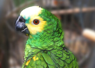 Rescatan 13 loros habladores en Jujuy: tráfico ilegal en la ruta