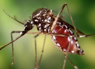 Suben los casos de chikungunya en Tucumán: prevención